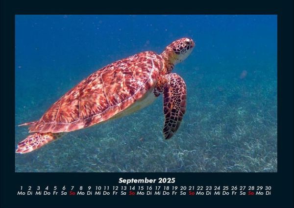 Produktbild: Schildkr&ouml;tenzauber 2025 Fotokalender DIN A4