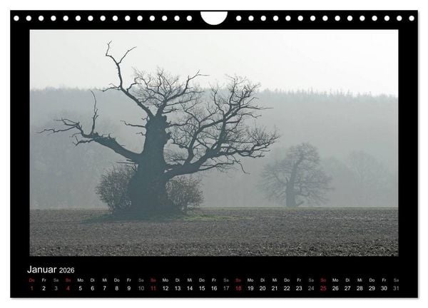 Produktbild: M&auml;rchenhafter Reinhardswald und Urwald Sababurg (Wandkalender 2026 DIN A4 quer), CALVENDO Monatskalender