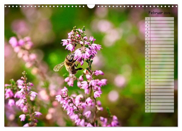 Produktbild: Heidespaziergang (Wandkalender 2026 DIN A3 quer), CALVENDO Monatskalender