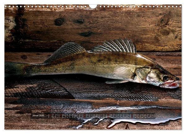 Produktbild: UNSER FISCH. S&Uuml;&szlig;WASSER. (Wandkalender 2026 DIN A3 quer), CALVENDO Monatskalender