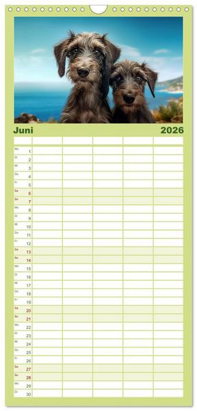 Produktbild: Familienplaner 2026 - Lurcher Portraits - Zwei Welpen entdecken die Welt mit 5 Spalten (Wandkalender, 21 x 45 cm) CALVENDO
