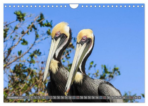 Produktbild: Sunshine State Florida Natur, Tierwelt und Nationalparks (Wandkalender 2027 DIN A4 quer), CALVENDO Monatskalender