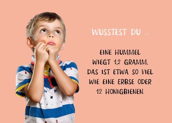 Produktbild: Die dicke Hummel Doris