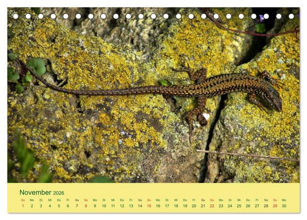 Produktbild: Flinke Eidechsen (Tischkalender 2026 DIN A5 quer), CALVENDO Monatskalender