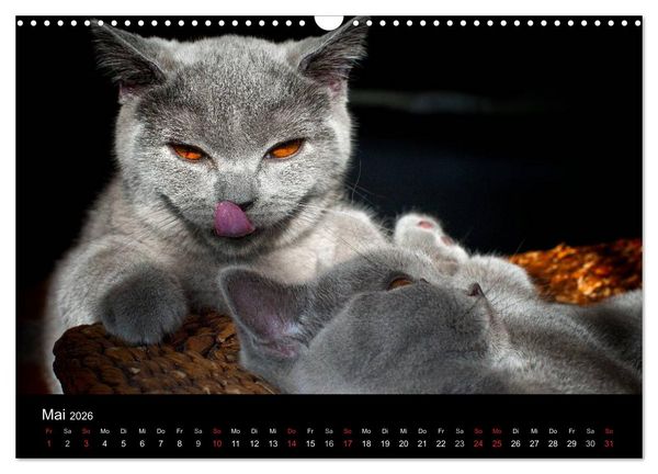 Produktbild: B&auml;rige Schmusetiger - Britisch Kurzhaar (Wandkalender 2026 DIN A3 quer), CALVENDO Monatskalender