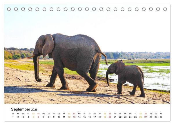 Produktbild: Elefanten Impressionen (Tischkalender 2026 DIN A5 quer), CALVENDO Monatskalender
