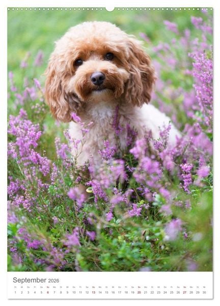 Produktbild: Maltipoo - Malteser - Pudel 2026 (Wandkalender 2026 DIN A2 hoch), CALVENDO Monatskalender