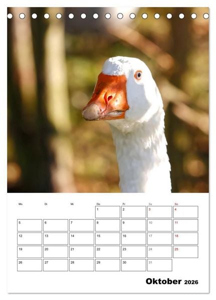 Produktbild: G&auml;nse, geliebte Wasserv&ouml;gel (Tischkalender 2026 DIN A5 hoch), CALVENDO Monatskalender