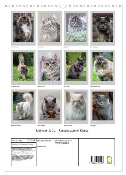 Produktbild: Maincoon & Co. - Rassekatzen mit Klasse (Wandkalender 2026 DIN A3 hoch), CALVENDO Monatskalender