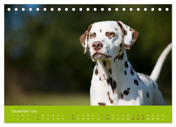 Produktbild: Dalmatiner 2026 (Tischkalender 2026 DIN A5 quer), CALVENDO Monatskalender