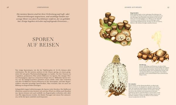 Produktbild: Pilze