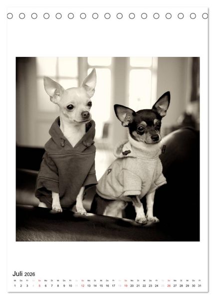 Produktbild: CHIHUAHUA CHIC Photos Marion Koell (Tischkalender 2026 DIN A5 hoch), CALVENDO Monatskalender