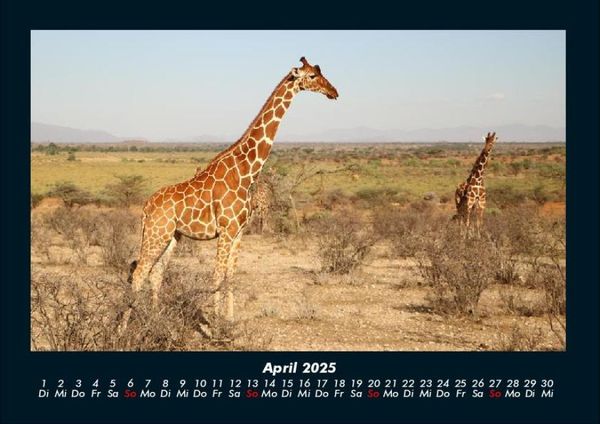 Produktbild: Giraffen 2025 Fotokalender DIN A4