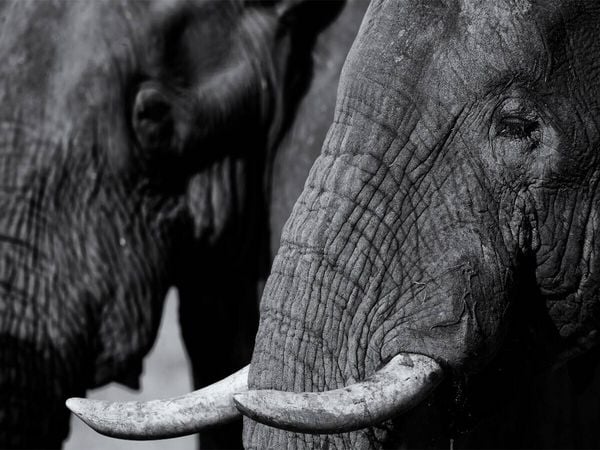 Produktbild: CALVENDO Puzzle Afrikanischer Elefant | 1000 Teile Lege-Gr&ouml;&szlig;e 64x48cm Foto-Puzzle f&uuml;r gl&uuml;ckliche Stunden