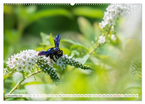 Produktbild: Bienen und Hummeln in Aktion (hochwertiger Premium Wandkalender 2026 DIN A2 quer), Kunstdruck in Hochglanz