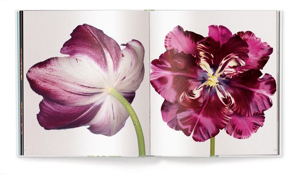 Produktbild: Tulpen