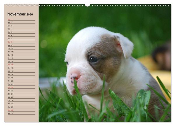 Produktbild: Bulldoggen-Kinder (hochwertiger Premium Wandkalender 2026 DIN A2 quer), Kunstdruck in Hochglanz