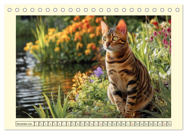Produktbild: Toyger Katzen. Der exotische Mini-Tiger im Garten (Tischkalender 2026 DIN A5 quer), CALVENDO Monatskalender