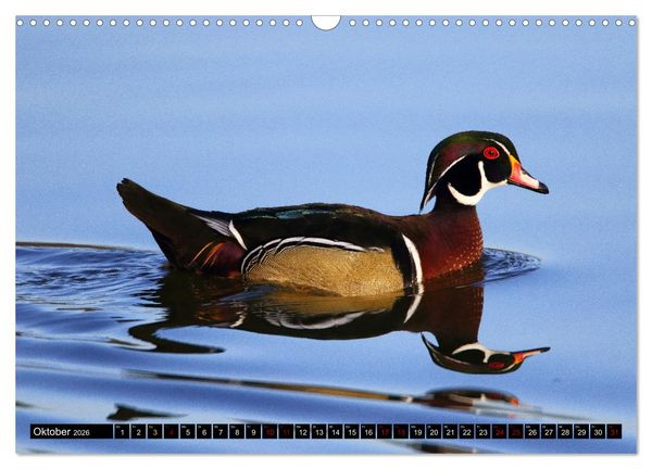 Produktbild: Wasserv&ouml;gel Frankens (Wandkalender 2026 DIN A3 quer), CALVENDO Monatskalender