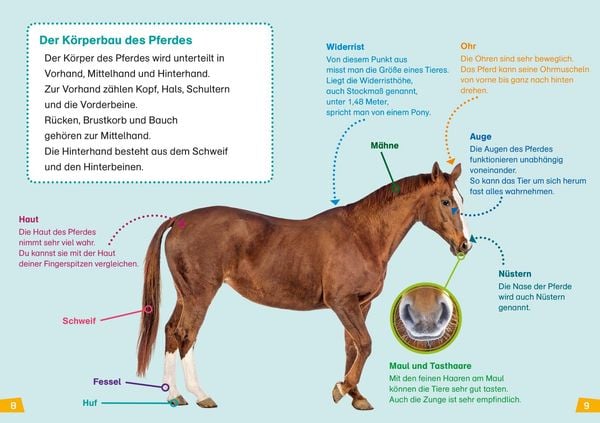 Produktbild: WAS IST WAS Erstes Lesen Band 7. Pferde und Ponys
