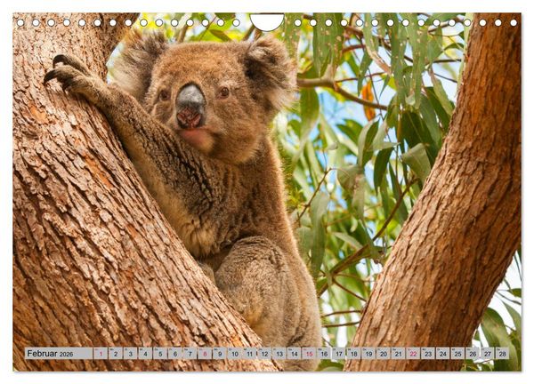 Produktbild: Australische Koalas (Wandkalender 2026 DIN A4 quer), CALVENDO Monatskalender