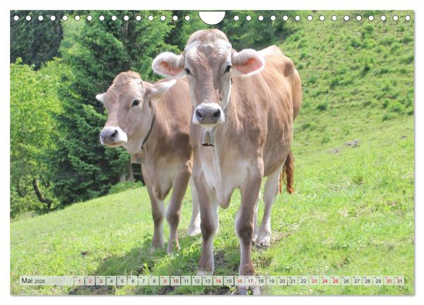 Produktbild: Alpenrinder (Wandkalender 2026 DIN A4 quer), CALVENDO Monatskalender