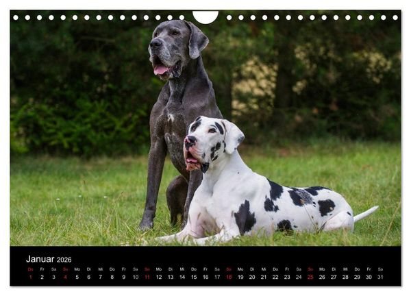 Produktbild: Deutsche Dogge 2026 (Wandkalender 2026 DIN A4 quer), CALVENDO Monatskalender