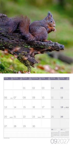 Produktbild: Eichh&ouml;rnchen Kalender 2027 - 30x30 - Art12