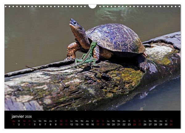 Produktbild: Costa Rica Paradis de la Biodiversit&eacute; (Calendrier mural 2026 DIN A3 vertical), CALVENDO calendrier mensuel