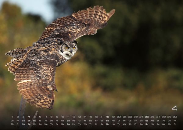 Produktbild: Eulen - W&auml;chter der Nacht - 2027 - Kalender DIN A3