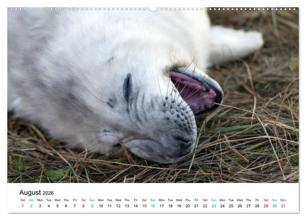 Produktbild: Grey Seal Pups of Donna Nook (High Quality Premium Wall Calendar 2026 DIN A2 landscape),CALVENDO 12 Month Wall Calendar