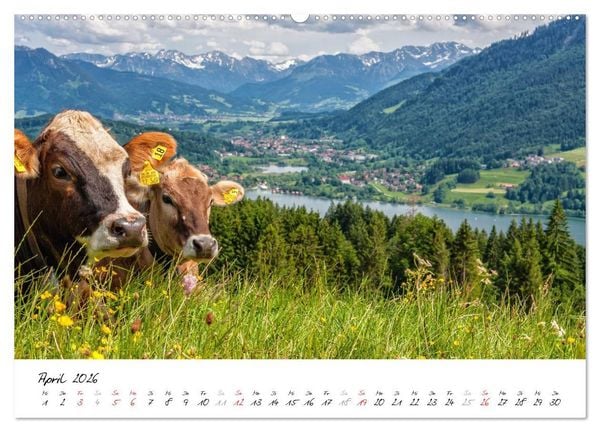 Produktbild: Erlebnis Oberallg&auml;u (Wandkalender 2026 DIN A2 quer), CALVENDO Monatskalender