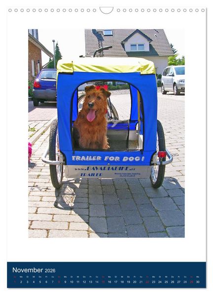 Produktbild: Kelly - Ein Irish Terrier macht Urlaub (Wandkalender 2026 DIN A3 hoch), CALVENDO Monatskalender