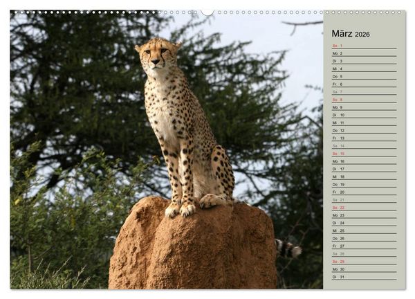 Produktbild: Geparden - Ein Leben in Afrika (Wandkalender 2026 DIN A2 quer), CALVENDO Monatskalender