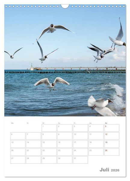 Produktbild: M&ouml;wen - die V&ouml;gel der K&uuml;ste (Wandkalender 2026 DIN A3 hoch), CALVENDO Monatskalender