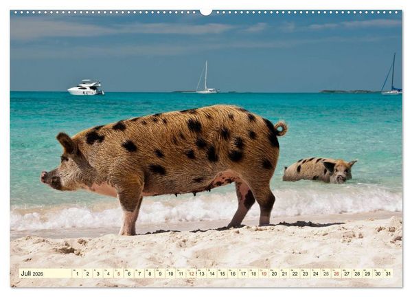 Produktbild: Schwimmende Schweine (hochwertiger Premium Wandkalender 2026 DIN A2 quer), Kunstdruck in Hochglanz
