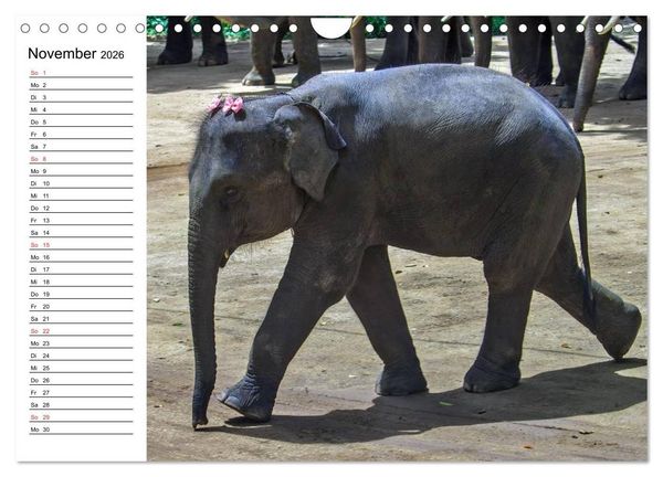 Produktbild: Elefanten - Wasserspa&szlig; am Strand (Wandkalender 2026 DIN A4 quer), CALVENDO Monatskalender
