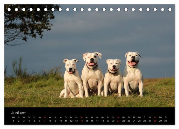 Produktbild: American Bulldog - stolz, loyal, einzigartig (Tischkalender 2026 DIN A5 quer), CALVENDO Monatskalender