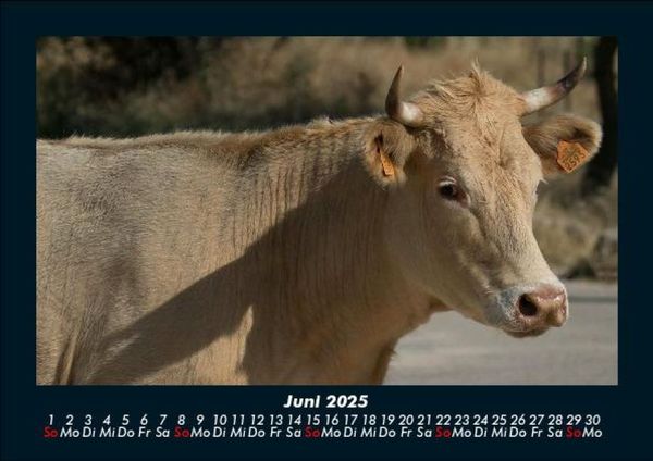 Produktbild: Kuhkalender 2025 Fotokalender DIN A5