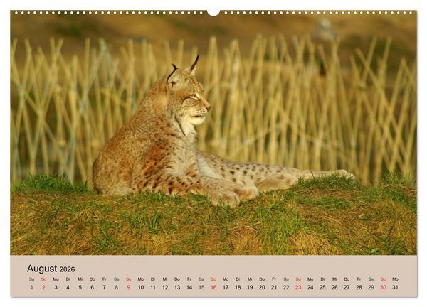 Produktbild: Der Luchs. Pinselohren und Bernsteinaugen (Wandkalender 2026 DIN A2 quer), CALVENDO Monatskalender