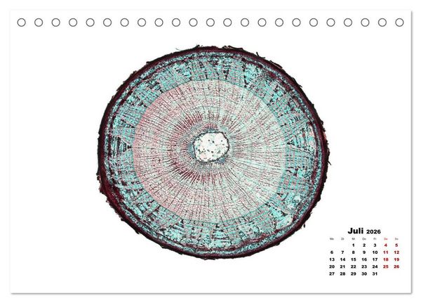 Produktbild: Pflanzen unter dem Mikroskop (Tischkalender 2026 DIN A5 quer), CALVENDO Monatskalender