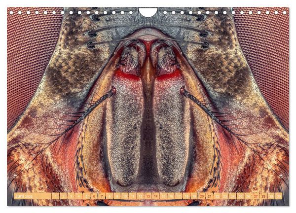 Produktbild: Extreme Makroaufnahmen - Insekten so nah wie nie (Wandkalender 2026 DIN A4 quer), CALVENDO Monatskalender