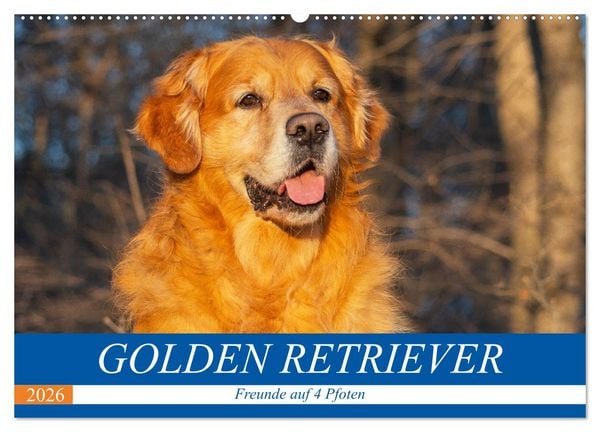 Golden Retriever - Freunde auf 4 Pfoten (Wandkalender 2026 DIN A2 quer), CALVENDO Monatskalender