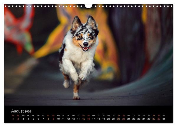 Produktbild: Australian Shepherd - Vielfalt in einer Rasse (Wandkalender 2026 DIN A3 quer), CALVENDO Monatskalender