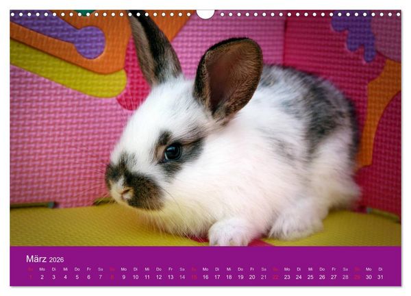 Produktbild: Lustige Kaninchen (Wandkalender 2026 DIN A3 quer), CALVENDO Monatskalender