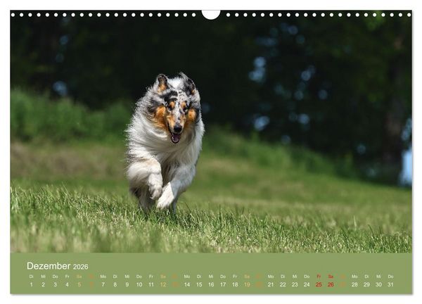 Produktbild: Fantastische Collies - Sieger der Herzen (Wandkalender 2026 DIN A3 quer), CALVENDO Monatskalender