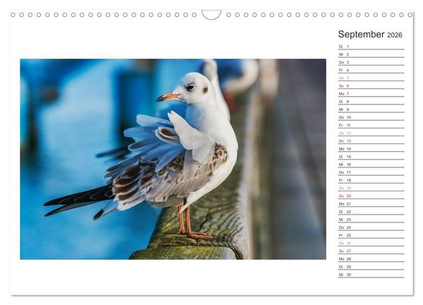 Produktbild: Zeit f&uuml;r Erholung - Insel Usedom / Geburtstagskalender (Wandkalender 2026 DIN A3 quer), CALVENDO Monatskalender