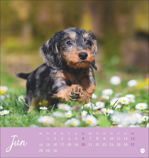 Produktbild: Dackel Postkartenkalender 2027