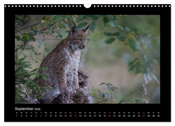 Produktbild: Wolf, Luchs und Co. - Tierbilder aus dem Bayerischen Wald (Wandkalender 2026 DIN A3 quer), CALVENDO Monatskalender