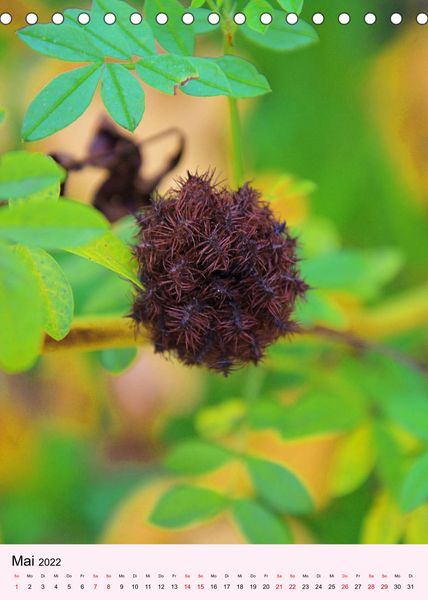 Produktbild: Lust auf Herbstfarben (Tischkalender 2022 DIN A5 hoch)